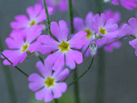 紫の花