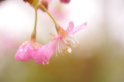 雨桜