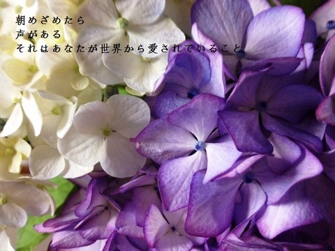 アジサイ
