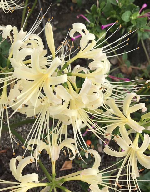 AE185AAB-0A75-46DE-9B12-28A8CDC54B89