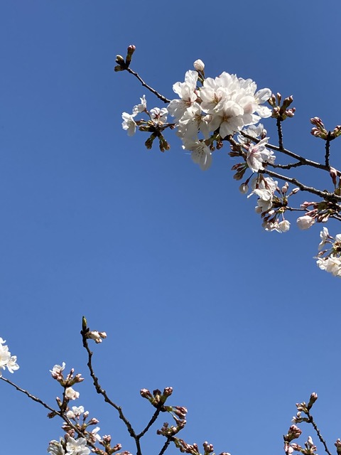 F8C8B287-925A-4139-BBF8-C8151F0FD545