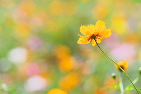 花と光