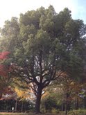 ２公園の楠