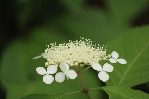 そっと咲く花