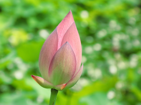 4C7564D0-6C68-4FB3-9AB3-26C3166B79E3