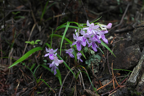 DSR09929