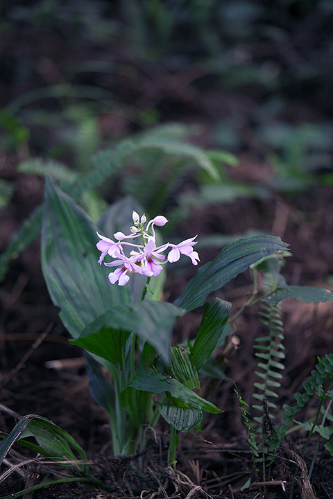 DSR01744