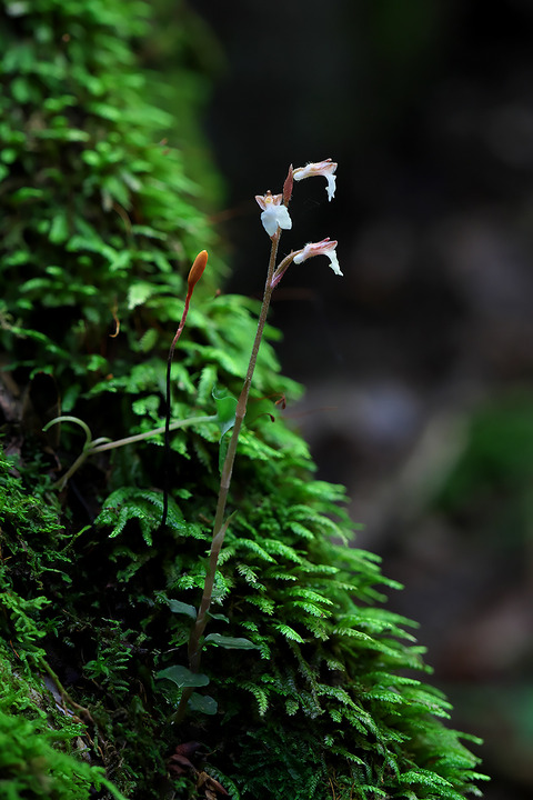 DCR04583・4586・4587st