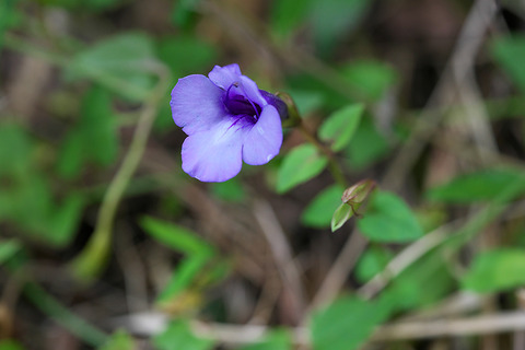 DSR02853