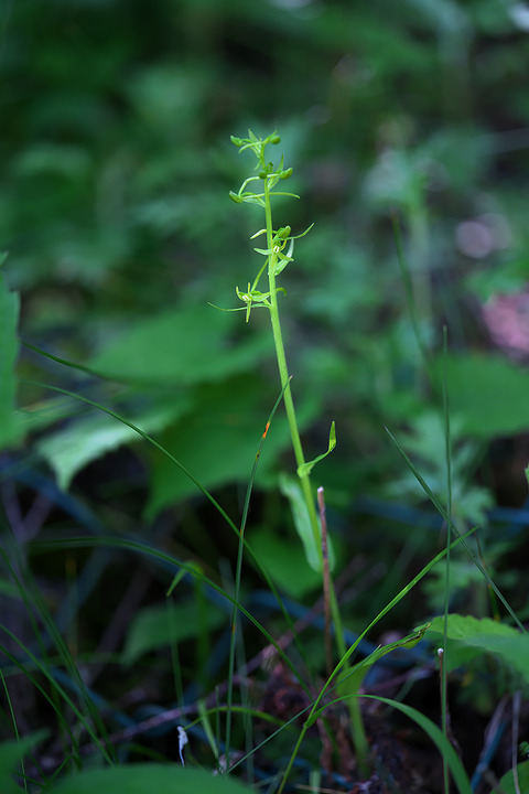 DCV04017