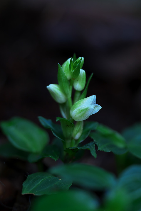 DCR04435