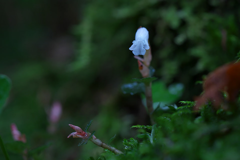 DCV04947