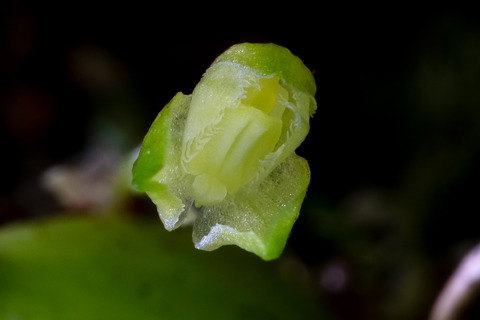 DCV02161