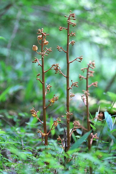 DCV03438・03439・03441st