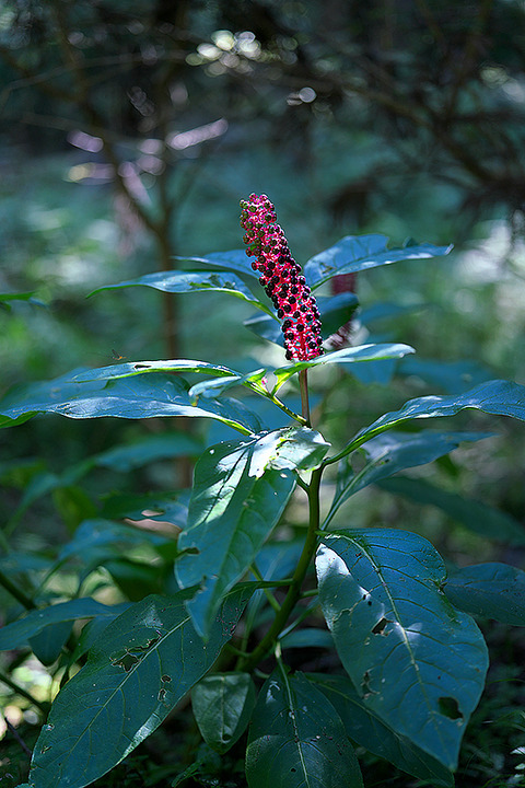 DSC08849