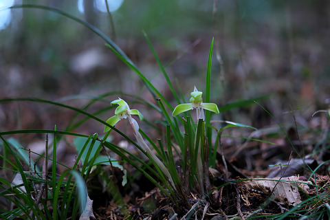 DCR06863・06864sttif