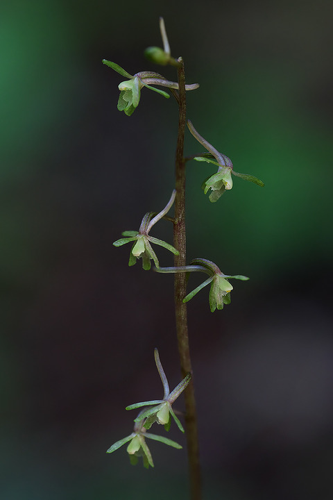 DCR04791・04791・04797・04805st