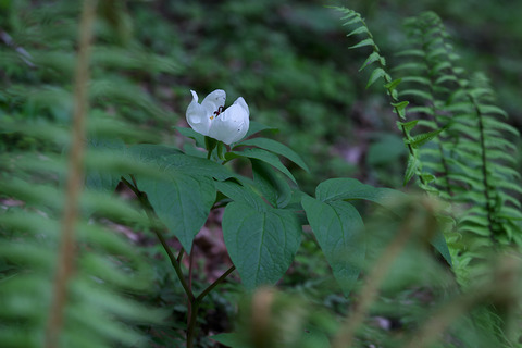 DSR06106