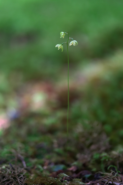 DCR05750