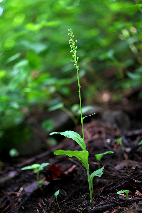 DSR00539