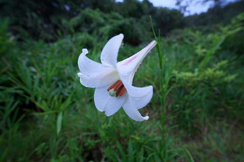 DSR01180