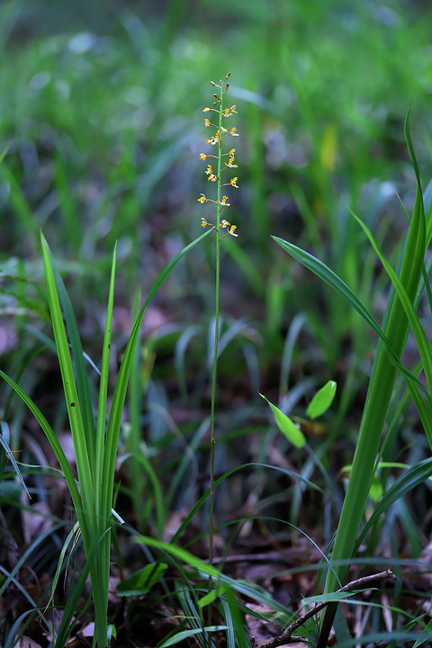 DCR04340