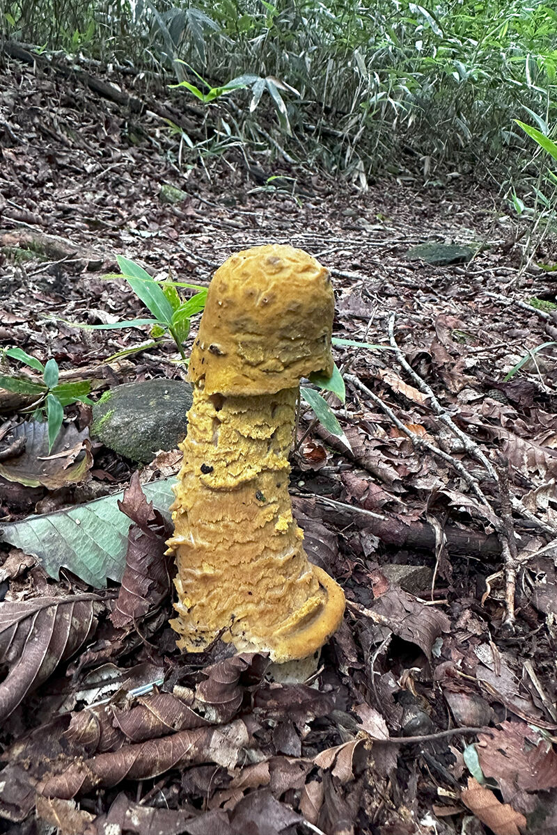 新 野草ブログ : コイチヨウラン他