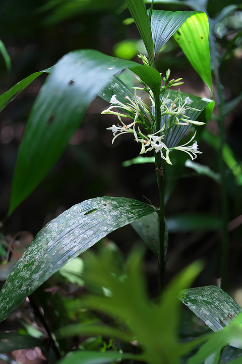 DCR03074・3078・3094st