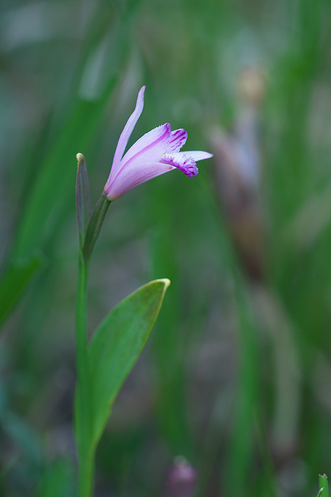 DSR06487