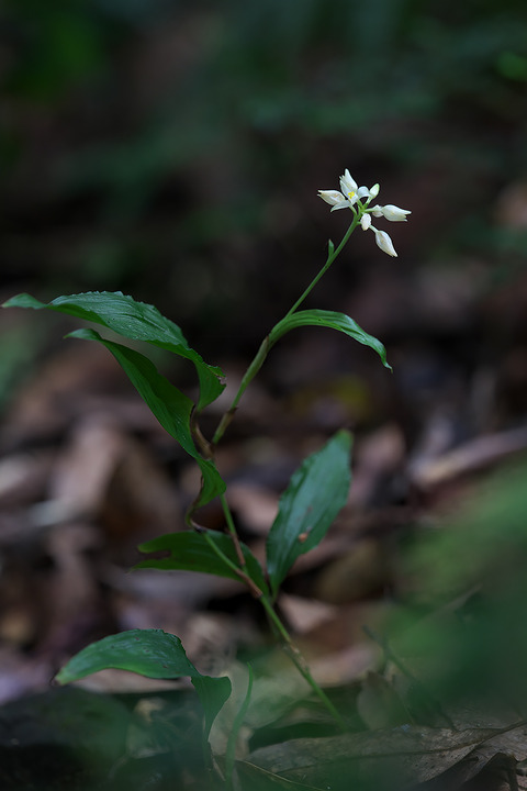 DCV04297