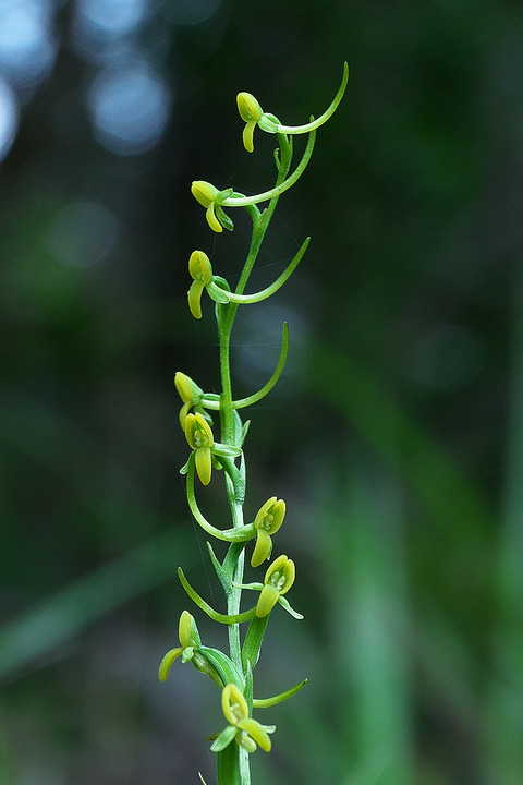 DCR07258