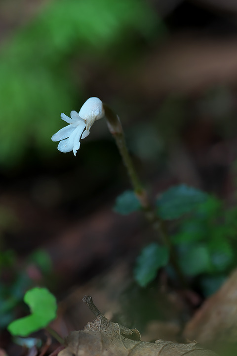 DCR05577
