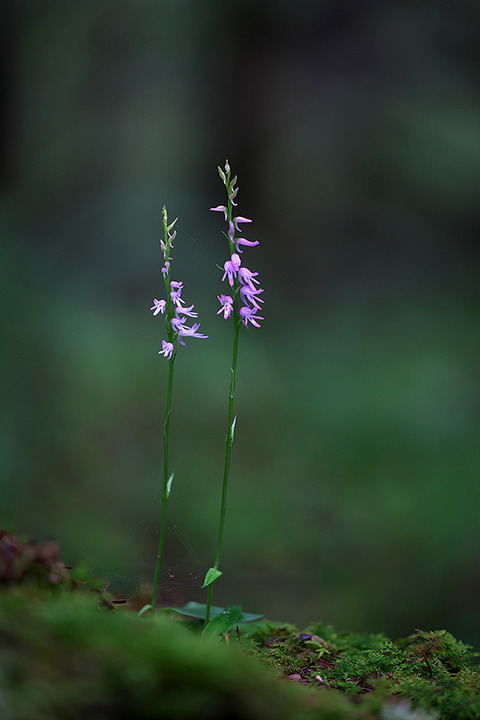 DSR01572st