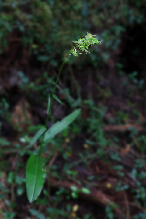 DCV05740