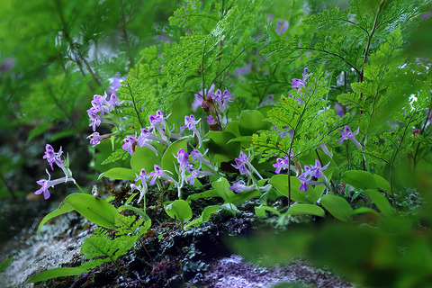 DCV03586・3588・3591・3592st