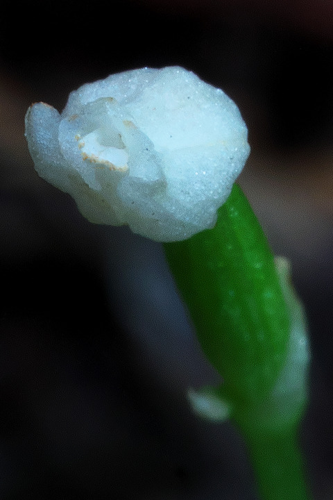 DCR01017
