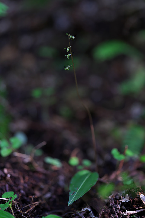 DCR04779・04784・04785st