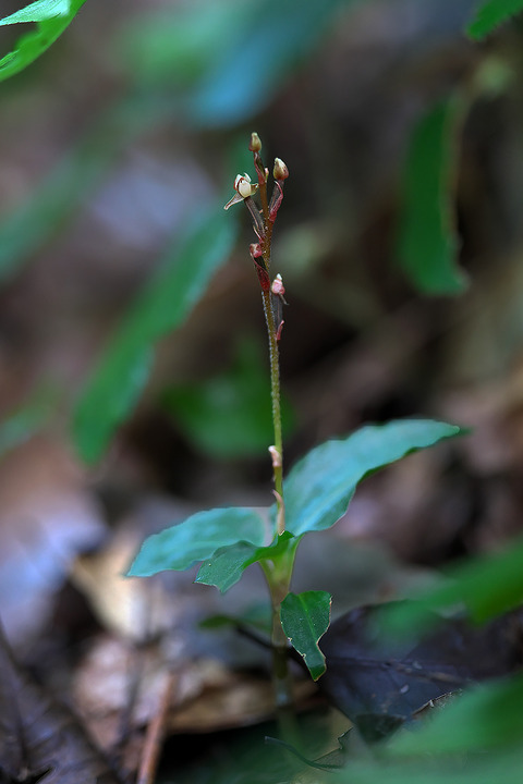 DCR04211