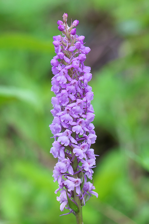 DSR04460