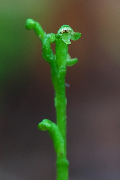 DCR04703