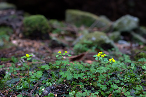 DSC01117_DxO