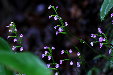 DCV07330・7333・7337st2