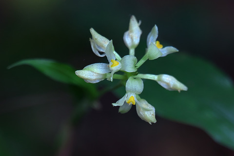 DCV04291