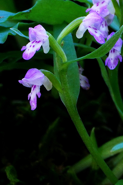 DSR00322_2