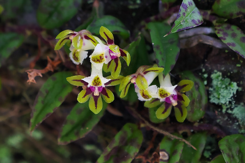 DCR09146