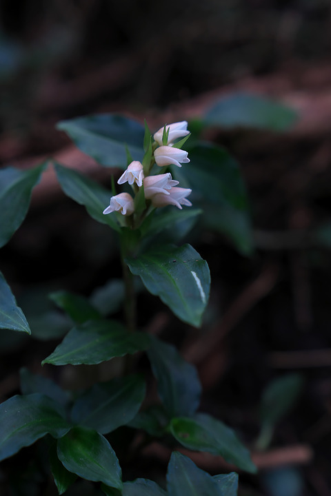DCV07954