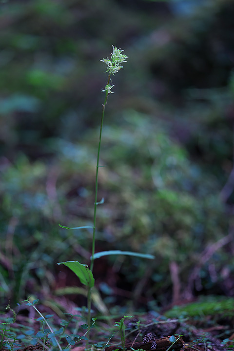 DCV05732
