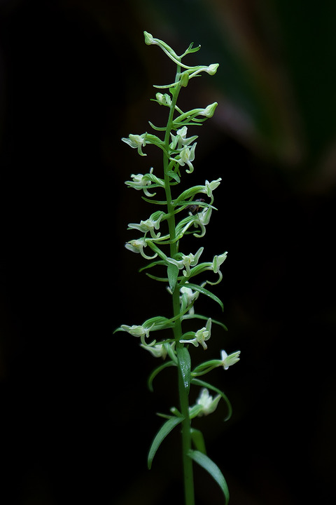 DCR00893_2