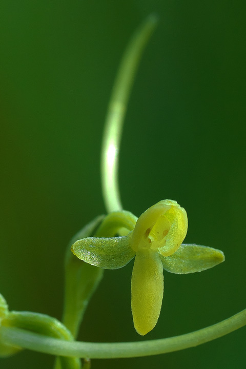 DCV05463