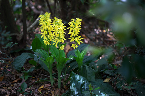 DSR00604